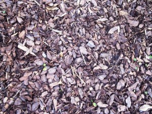 using mulch in your garden